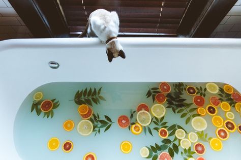 M I N I M A L I S M on Twitter: "https://t.co/0W7KFsNxKI" Bath Goals, Bath Photography, Dream Bath, Lemon Slices, Flower Bath, Milk Bath, Relaxing Bath, Bath Tub, Foto Inspiration