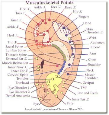 Ear chart in different styles that illustrates the acupressure points located on the ears and their link to organs. Auriculotherapy. Ear Acupressure Points, Ear Acupressure, Acupressure Chart, Acupuncture Points Chart, Ear Reflexology, Ear Massage, Ear Seeds, Reflexology Massage, Chest Muscles