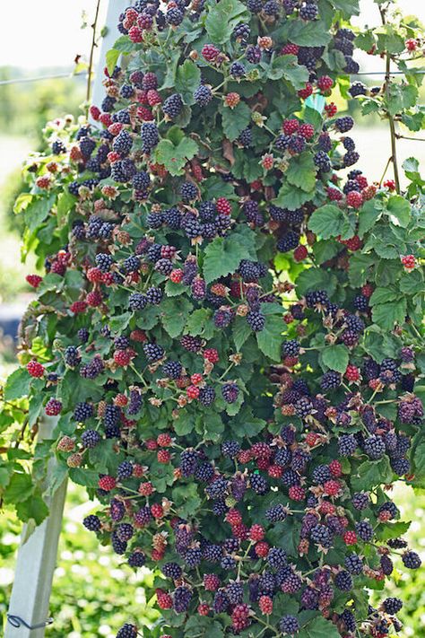 15 Fruits That Grow on Vines | List of Climbing Fruits Grow Blackberries, Fruit Garden Layout, Growing Blackberries, Berry Garden, Vertical Garden Design, Jardim Diy, Garden Layout Vegetable, Landscaping Simple, Landscaping Flowers