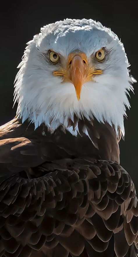 Bald Eagle Photography, Bald Eagle Pictures, Eagle Jewelry, Bold Eagle, Eagle Artwork, Regard Animal, Aigle Royal, Eagles Hoodie, Eagles Sweatshirt