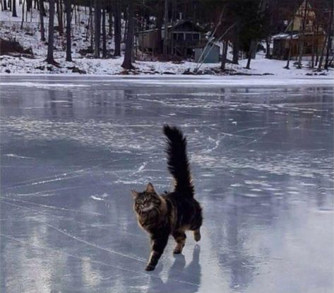 Frozen Lake Aesthetic, Cats In Snow, Cats In Nature, Cats In Winter, Lake Animals, Winter Lake, Cat Pose, Frozen Lake, Pretty Animals