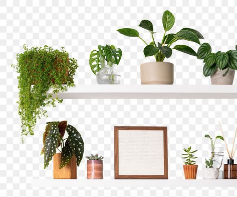 Accessories Png, Shelf Home Decor, Bathroom Shelf Decor, White Shelf, Shelving Accessories, Plant Book, Plant Shelf, Best Indoor Plants, White Shelves