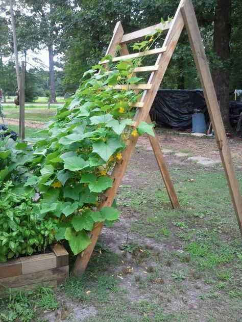 Cucumber Face Mask Diy, Raised Bed Diy, Trellis Raised Bed, Cucumber Eye Pads, Cucumber Garden, Cucumber Toner, Cucumber Trellis Diy, Trellis Diy, Cucumber Face