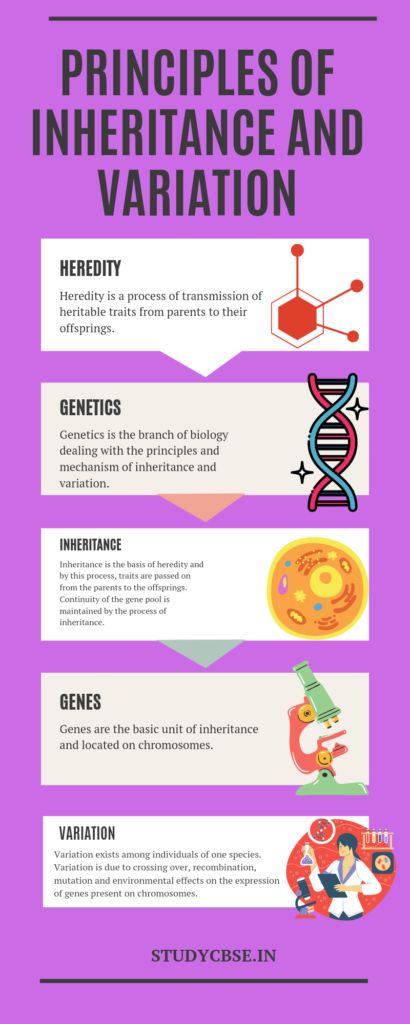 Principles of Inheritance and Variation MCQ | Class 12 | Biology | Chapter-5 2021 Heredity: Inheritance And Variation Notes, Genetics Notes Biology Class 12, Inheritance And Variation Notes, Class 12th Biology Notes, Principle Of Inheritance And Variation, Inheritance Biology, Class 12 Biology Notes, Zoology Notes, Biology Class 12