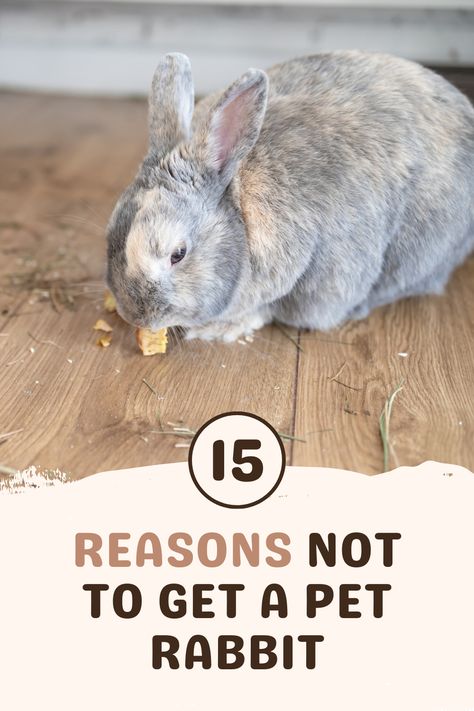 While rabbits are adorable little critters, they're not as easy to care for as they look. That's why we bring you 15 reasons not to get a pet rabbit. Before deciding to adopt and welcome a bunny into your home, consider these 15 things so you don't end up regretting your decision and rehoming your new pet! Rabbit As A Pet, Indoor Bunny Enclosure Ideas, Can Rabbits And Chickens Live Together, What Do You Need For A Pet Bunny, Aesthetic Bunny Cage Indoor, Pet Bunny Rabbits Cage, Bunny Pet Care, How To Take Care Of Rabbits, Rabbit Pet Care