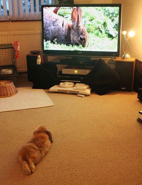 Bunny Rule 1: Everything in the house belongs to the bunny. Humans included. Daily Bunny, Bunny Lady, Bunny Stuff, Bunny Care, Rabbit Care, Fluffy Bunny, House Rabbit, Pet Bunny, Bunny Lovers