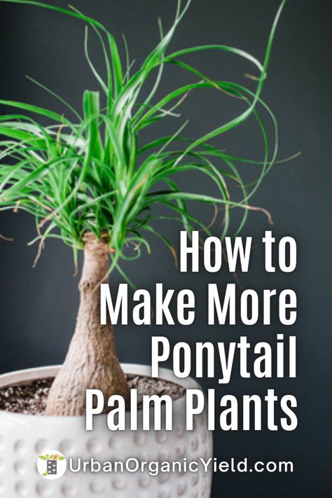 Ponytail Plant Care Houseplant, Propagating Ponytail Palm, Ponytail Palm Propagation, Ponytail Palm Outdoor, Ponytail Palm Indoor, Ponytail Plant Care, Ponytail Palm Care Indoor, Ponytail Plant, Ponytail Palm Care