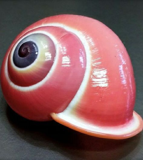 Land Snail, Shell Game, Jewel Of The Seas, Molluscs, Sea Snail, She Sells Seashells, Snail Shell, Pink Trees, Seashell Crafts