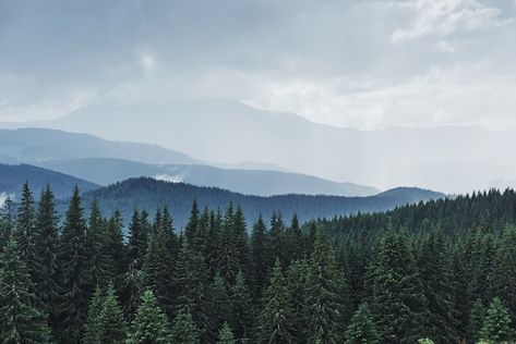 Free photo scenic mountains landscape af... | Free Photo #Freepik #freephoto #pine-forest #forest-mountains #mountain-tree #mountain-view Scenic Mountains, Forest Rain, Bluey Mom, Bluey Family, Family Png, Bluey Bingo, Grassy Field, Conifer Trees, After Rain