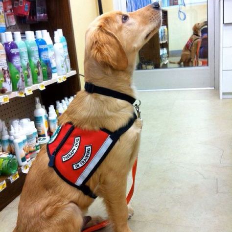 Golden Retriever puppy therapy dog in training Golden Retriever Therapy Dog, Class Pets, Disabilities Awareness, Golden Retriever Grooming, Dog Therapy, Golden Retriever Training, Therapy Dog Training, Dog Golden Retriever, Service Dogs Gear