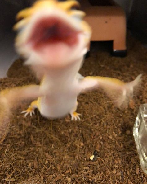 Funny Lizards, Cute Gecko, Cute Lizard, Cute Reptiles, Cute Small Animals, Funny Animal Photos, Terraria, Pretty Animals, Silly Animals