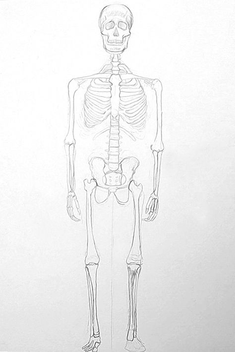 Human Skeleton Easy Drawing, Skeleton Sketch Easy, How To Draw A Skeleton, Skeleton Drawing Reference, Human Skeleton Drawing, Skeleton Drawing Easy, Skeleton Art Drawing, Draw A Skeleton, Human Body Bones