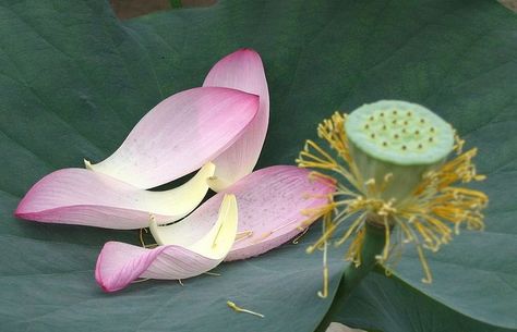 Lotus Petal, Lego Diy, Football Wallpaper, Beijing, White Flowers, Beautiful Flowers, Plant Leaves, Lotus, Lego