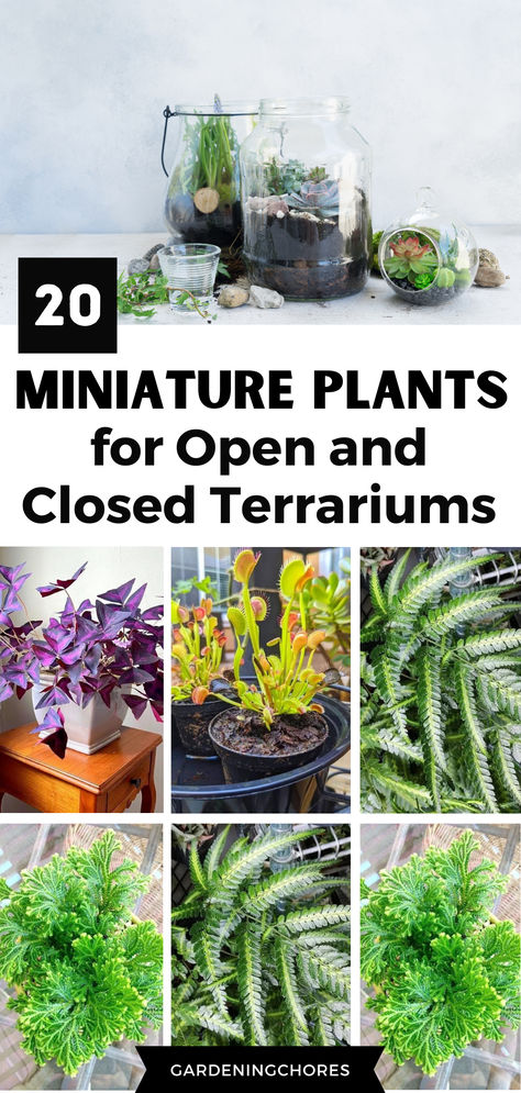 A Step-by-Step Guide on How to Make a Terrarium Diy Terrarium Plants, Witch Terrarium Ideas, Dome Terrarium Ideas, Fun Terrarium Ideas, Best Plants For A Terrarium, Building A Terrarium Diy, How To Make An Open Terrarium, Small Plant Terrarium Ideas, Mini Terrarium Plants