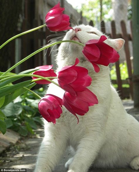 Söt Katt, Image Chat, Animale Rare, Red Tulips, White Cats, Animals Images, Cats Meow, Pretty Cats, Beautiful Cats