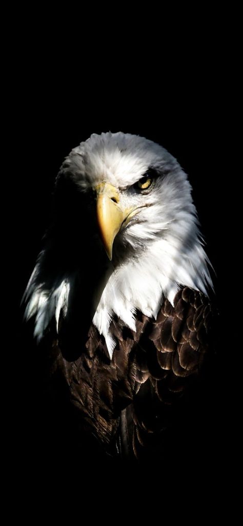 Black Hd Wallpaper Iphone, Wildlife Wallpaper, Eagle Face, Black Hd Wallpaper, Eagle Images, Eagle Wallpaper, Lion Photography, Best Wallpaper Hd, Graffiti Wallpaper Iphone