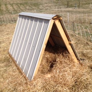 A pig shelter for pastured hogs. Photo taken at Broad River Pastures. Lean To Pig Shelter, Diy Hog Shelter, Quick Goat Shelter, Portable Pig Shelter, Pig Shelter Ideas, Trailer Siding, Pig Shelter Diy, Chickens In Sweaters, Sheep Shelter