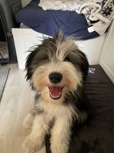 Bearded Collie Puppies, Abby Jimenez, Collie Puppy, Every Dog Breed, Part Of Your World, Akc Breeds, Collie Puppies, Tibetan Terrier, Bearded Collie