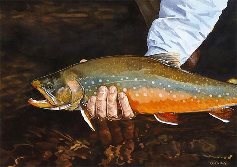 arctic char - Google Search Trout Painting, Lake House Cabin, Trout Art, Fly Fishing Art, River Painting, House Cabin, River Art, Brown Trout, Fish Art