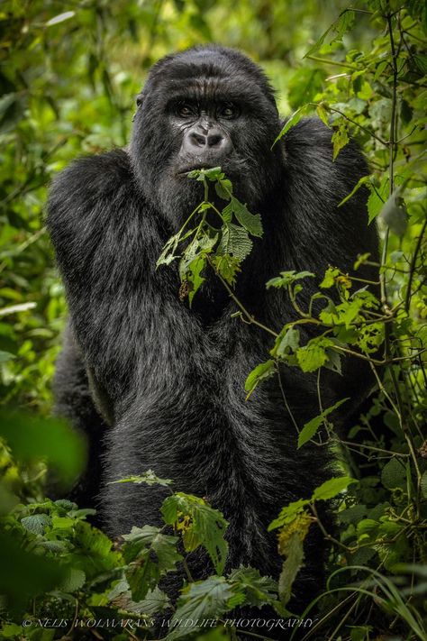 Gorilla Eating, Gorillas In The Mist, Fav Animal, Gorilla Tattoo, Gorilla Trekking, Animal Instinct, Mountain Gorilla, Animal References, Great Ape