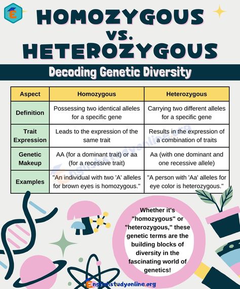 Homozygous vs. Heterozygous: Implications for Genetic Inheritance - English Study Online Heterozygous And Homozygous, Homozygous Vs Heterozygous, Biology 101 Study Guides, Inheritance Biology, Biology Topics, Genetic Drift, Genetic Inheritance, Human Genetics, Bio Notes