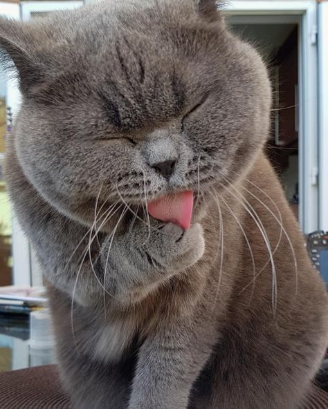 Bsh Cat, Drunk Cat, Cat Cleaning, Dream's Cat, Cat Reference, British Shorthair Cats, Scottish Fold, Cat Photography, Cat Quotes