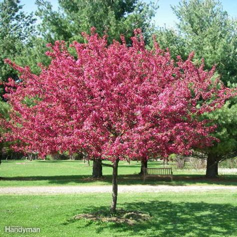 Whether it's your backyard or your front yard, don't pass up the chance to add beauty with the best trees for your backyard and good front yard trees. Flowering Crabapple Tree, Flowering Crabapple, Trees For Front Yard, White Pine Tree, Pretty Trees, Crabapple Tree, Pink Tree, Spring Family, Backyard Retreat