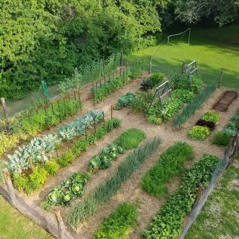 8 Unique Ideas for Your Veggie Garden - Grow Gardener Blog Cottage Garden Vegetable, Veggie Garden Design Ideas, Farm Veggie Garden, Backyard Veggie Garden Layout, Whimsical Vegetable Garden, Market Garden Layout, Veg Garden Ideas, Veggie Garden Aesthetic, Garden Layout Ideas Design