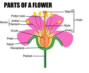 Animal Cell Organelles, Anatomy Of Human, Plant Anatomy, Science Exhibition Projects, Flower Parts, Science Diagrams, Plants Worksheets, Human Cells, Plants Illustration