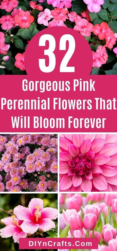 Pink Flower Garden Ideas, Plants That Flower All Summer, Hibiscus Flower Landscaping Ideas, Pink Plants Outdoor, Shade Perrenials That Bloom All Summer, Pink Perrenials, Preannual Flowers, Pink Flowers Landscape, Pink Backyard