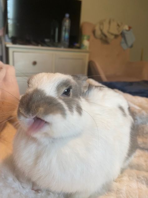 #bunny #rabbit Person Holding Bunny, Bunnies Cuddling, Rabbit Photoshoot, Rabbit Pfp, Holding A Bunny, Bunny Photography, Silly Bunny, Big Rabbit, Brown Bunnies