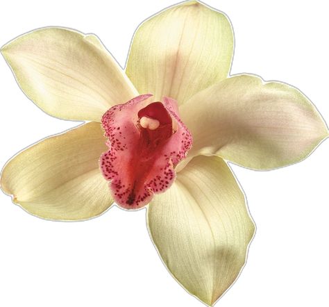 Perfect Images, Gladiolus Flower, Scrapbook Printing, Flower Icons, Summer Scrapbook, Summer Icon, Art Apps, Beautiful Orchids, Macbook Wallpaper