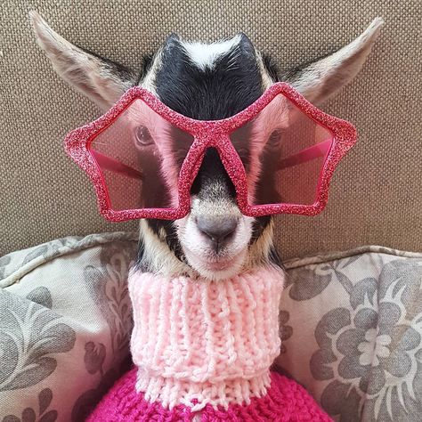 Special needs baby goat rescue (501c3) PayPal: Thegoatsofanarchy@gmail.com Https://www.gofundme.com/GOAbabygoats @goafundraisers 🐐 @goagoatmafia Cute Goats, Animale Rare, Wearing Sunglasses, Baby Goats, Cute Animals Images, Cute Animal Photos, Happy Animals, Cute Creatures, Animal Wallpaper