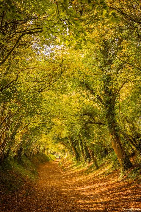 A walk through a magical tree tunnel to Halnaker windmill | | Bernadette Grueber Photography Halnaker Tunnel Of Trees, Mystical Pictures, Woods Aesthetic, Forest Dweller, Tree Tunnel, Fantasy Tree, Old Windmills, Magical Tree, The Black Cauldron