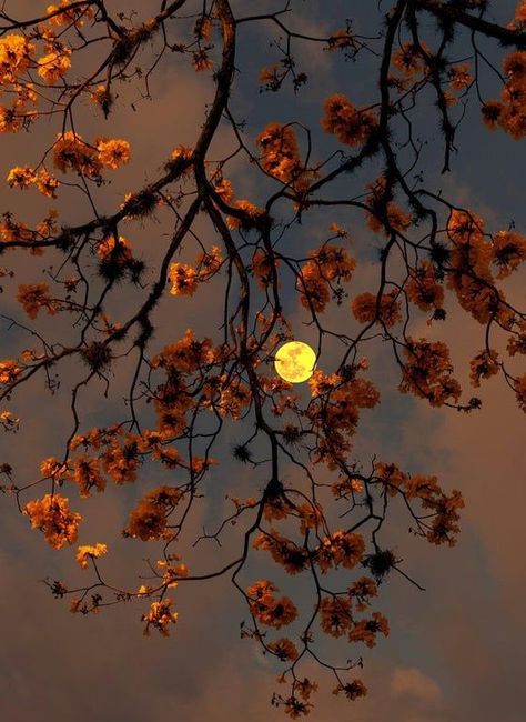 Cherry Blossom Moon 🌙 Moon Plant, Cherry Blossom Wallpaper, Cute Fall Wallpaper, Plant Wallpaper, Moon Lovers, Fantasy Art Landscapes, Fall Wallpaper, Moon Art, Screen Wallpaper