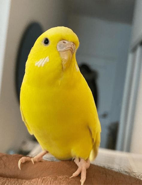 Your Guide to Budgie Colors: What Color is Your Budgie? - The Budgie Academy Budgie Colors, Painting Parrot, Budgies Parrot, Green Budgie, Parrot Craft, Beautiful Parrots, Parrot Tattoo, Blue Budgie, Parrot Drawing