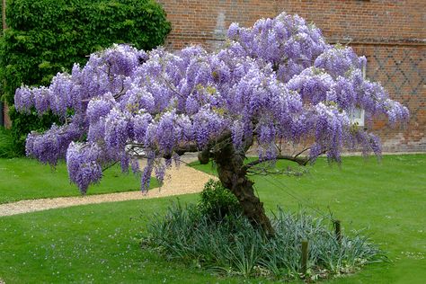 Trellis Ideas For Wisteria, Growing Wisteria, Wisteria Trees, Chinese Wisteria, Wisteria Sinensis, Wisteria Plant, Wisteria Vine, Flower Bush, Wisteria Tree