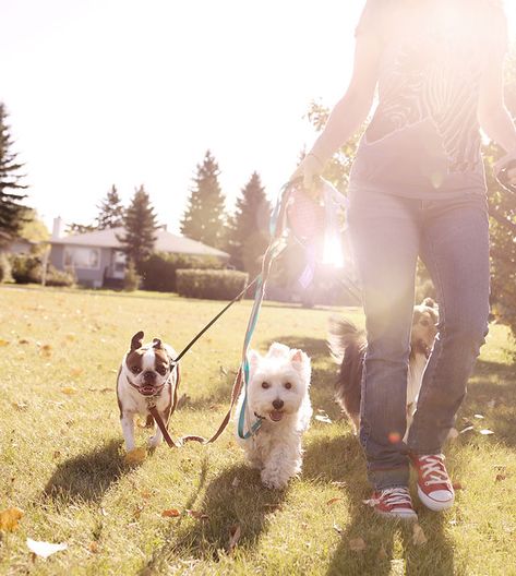 Dog Walker | Dog Trotters Trail Fitness | Barrie Dog Walker Aesthetic, Dog Runner, Walker Dog, Walking The Dogs, Fox Club, Fitness Trail, Dog Walking Services, Pet Services, Career Ideas