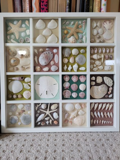 I just took an old frame and placed 10.5 pieces of paper for the backdrop. Used old shells from my various trips to create this! Sea Shell Displays Ideas, Displaying Shells From Beach, Display Shells From Beach, Seashell Organization, She’ll Display, Olive Shell Art, Things To Do With Sea Shells Artwork, Display Sand Dollars, Sea Shell Crafts Seashell Art Ideas