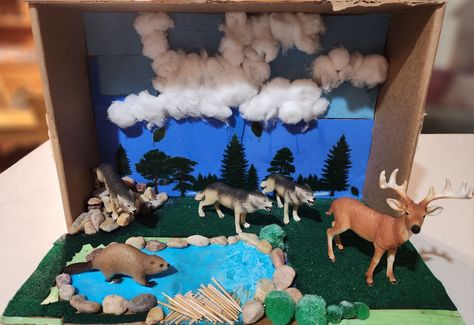 Eastern Wolves prey on deer and mosses as well as beavers. They live in Northern territories. Wolf Diaroma, Horse Habitat School Project, Wolf Diorama Ideas, Wolf Diorama, Habitat Project, Diorama Kids, Diorama Project, Habitats Projects, School Project Ideas