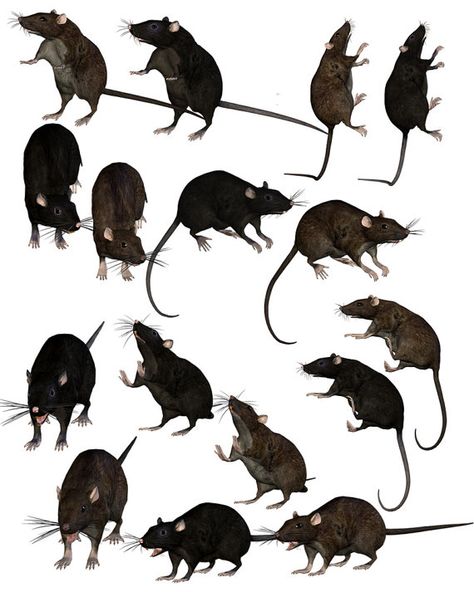 Rattus Rattus, Rat Queens, Rat Art, Mouse Art, Samhain Halloween, Halloween Graphics, Animated Animals, Halloween Clipart, Woman Drawing