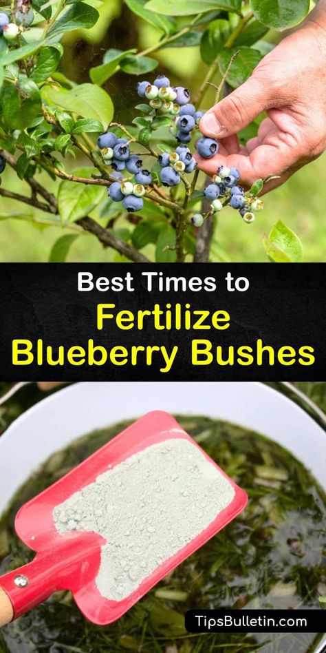 Fertilization and maintaining an acidic soil pH is critical for blueberry bushes and other acid loving plants like azaleas. Loamy soil rich in organic matter with a layer of mulch, plus an ammonium sulfate or urea fertilizer helps blueberry bushes thrive. #when #fertilize #blueberries Blueberry Bushes Landscape, Blueberry Bush Care, Blueberry Fertilizer, Pruning Blueberry Bushes, Urea Fertilizer, Growing Berries, Loamy Soil, Fruit Shrub, Blueberry Gardening