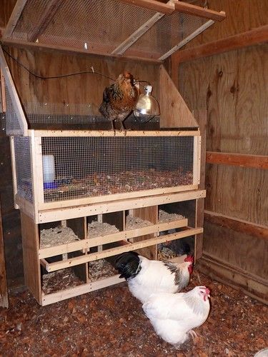 Brooder and nest boxes | Custom-built by the hubby. You can … | Flickr Chicken Raising, Chicken Pen, Chicken Eating, Chicken Coop Designs, Building A Chicken Coop, Keeping Chickens, Chicken Coop Plans, Backyard Chicken Coops, Mini Farm