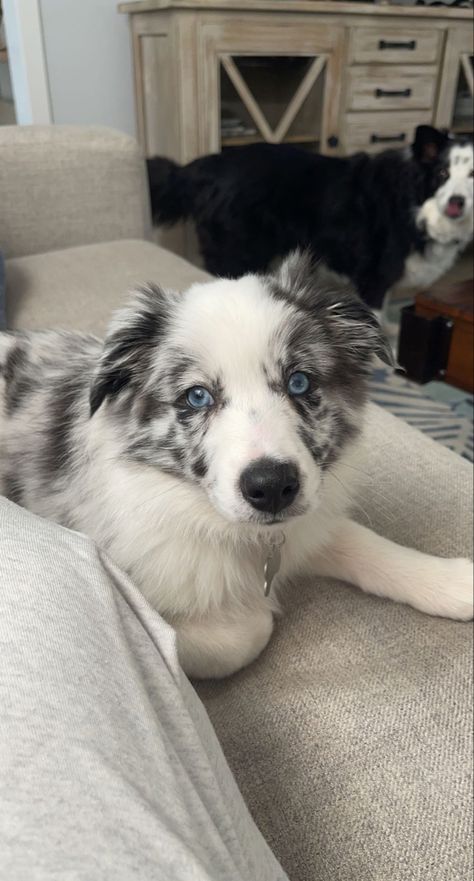 Border Collie Puppies Blue Merle, Blue Merle Border Collie Puppy, Merle Puppies, White Australian Shepherd, Border Collie Merle, Blue Merle Corgi, Blue Merle Border Collie, Blue Merle Australian Shepherd, Most Cutest Dog