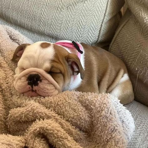 Cuteness overload 🫶 📲 Tag Your Bulldog Lovers Friend ❣️ 📌Save This Post For Later ��🔔 Turn on Notification for a new post ---------------------------------- 📸 Credit: @george.n.daisy.englishbulldogs 👉👉DM For Credit or Removal Request ---------------------------------- 👉👉 Follow Me @bulldogbosspet . . . . . . . . . . #bulldoglove #englishbulldog #englishbulldogs #englishbulldogsofinstagram #englishbulldogs #hangingout #evening #whelping #englishbulldogpuppies #breedingannouncement #familyfar... Puppy Bulldog, Fluffy English Bulldog, Chunky Bulldog Puppies, Cute Bulldogs English, Baby English Bulldogs, Baby Bulldog, Spotted Bulldog, Cute Bulldog Puppies, Goofy Dog