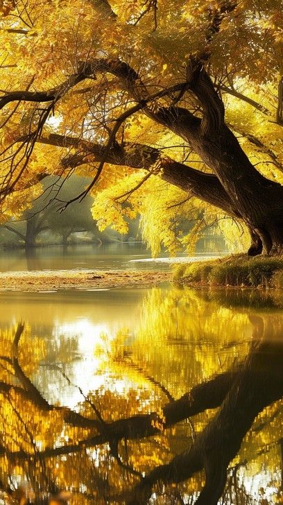 Autumn Reflection Serenity: A tranquil autumn scene with a tree's golden leaves perfectly reflected in a calm river. #autumn #reflection #serenity #golden #leaves #tree #river #calm #stockcake https://ayr.app/l/mCC8 Autumn Reflections, Fallen Tree Over River, Harvest Moon Tree Of Tranquility, Autumn River, Sunlight Shining Through Trees, Sun Shining Through Forest, Light Filters, Golden Leaves, Autumn Scenes