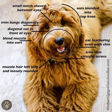 Teddy Bear Goldendoodle, Doodle Grooming, Labradoodle Grooming, Goldendoodle Haircuts, Goldendoodle Grooming, Dog Grooming Styles, Puppy Grooming, Puppy Cut, Poodle Grooming