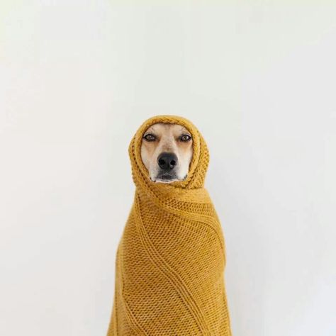 Afghan Maddie Amstaff Puppy, Dog Photoshoot, Dog Wallpaper, Photo Vintage, صور مضحكة, Dog Photography, Mother Mary, Mellow Yellow, Animal Photo