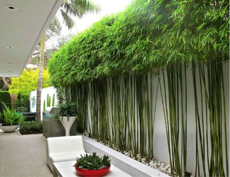 #home #decoration #gardenlandscape #patiodecor #seatingarrangements #backyarddecor patio decorating ideas,patio design ideas,patio decorating ideas 2022,backyard patio rooftop seating,backyard landscaping ideas,backyard landscaping design ideas,small backyard garden landscaping design,backyard patio design ideas,backyard patio ideas,modern backyard patio deck design,patio design ideas 2022,patio seating ideas,backyard patio décor,patio garden ideas,backyard patio,backyard lighting ideas,backyar Bamboo Landscape, Moderne Have, Modern Garden Landscaping, Garden Screening, Modern Landscape Design, Bamboo Garden, Walled Garden, Have Inspiration, Bamboo Plants