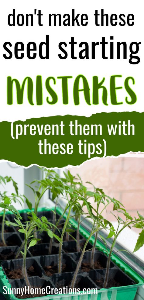 top says "don't make these seed starting mistakes - (prevent them with these tips), bottom has a pic of seedlings tilting towards a windwo Indoor Garden Starter Seed Starting, When To Start Garden Seeds Indoors, Best Soil For Seed Starting, Starting Tomatoes From Seed Indoors, Diy Indoor Seed Starting, Best Seeds To Start Indoors, Seed Starting Tips, Planting A Garden From Seeds, Diy Greenhouse For Seedlings